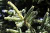 IMG 7628 Pinsapo